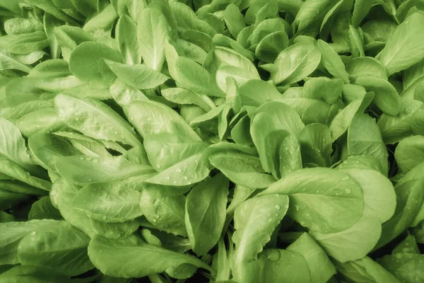 Lettuce Hydroponic farm, Lettuce Sprouts, Green Young Lettuce — Stock Photo, Image